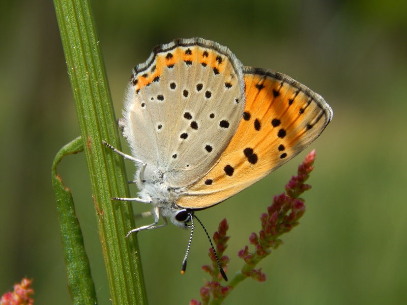 Lycaena alciphron M e F